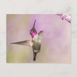 Cartão Postal Pássaro-do-sol rosa se posicionando no voo