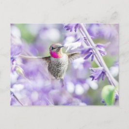 Cartão Postal Pássaro-do-sol rosa voando em roxo