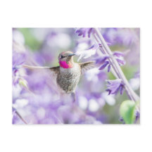 Pássaro-do-sol rosa voando em roxo