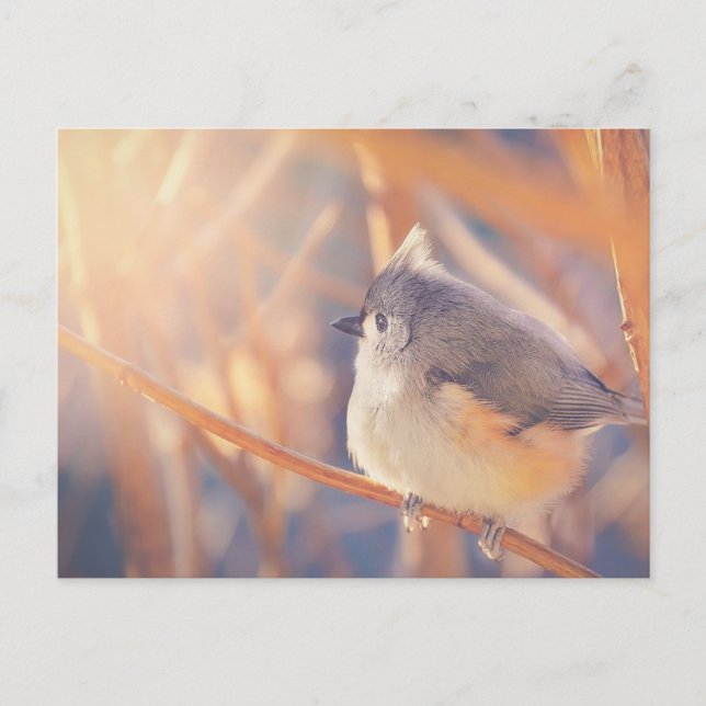 Cartão Postal Pássaro do Titmouse Tufado Adorável (Frente)
