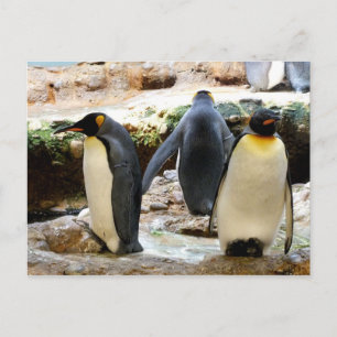 Cartão Postal Pássaro dos pinguins-rei