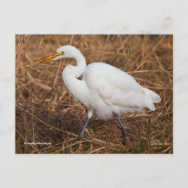 Cartão Postal Pássaro Egret do Excelente Elegante nas Leeds