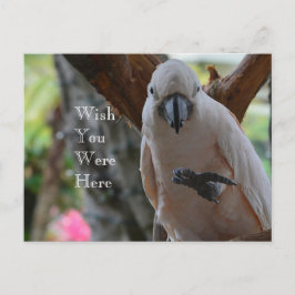 Cartão Postal Pássaro em Tree Kauai