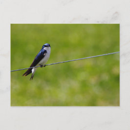 Cartão Postal Pássaro Engolido em Árvore (Tachycineta bicolor)