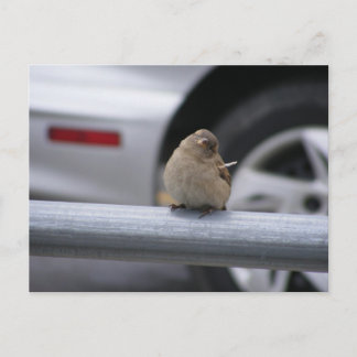 Cartão Postal Pássaro Engraçado, Sparrow
