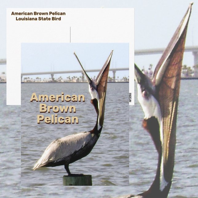 Cartão Postal Pássaro Estadual Americano do Pelican Pelican Loui (Criador carregado)