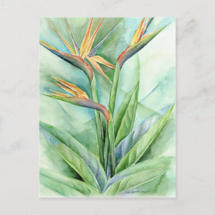 Cartão Postal Pássaro Flor Tropical Da Pintura Do Paraíso - M