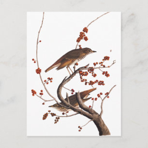 Cartão Postal Pássaro Hermit Thrush Audubon com Berries Vermelho