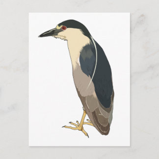 Cartão Postal Pássaro Heron Noturno, coroado de preto