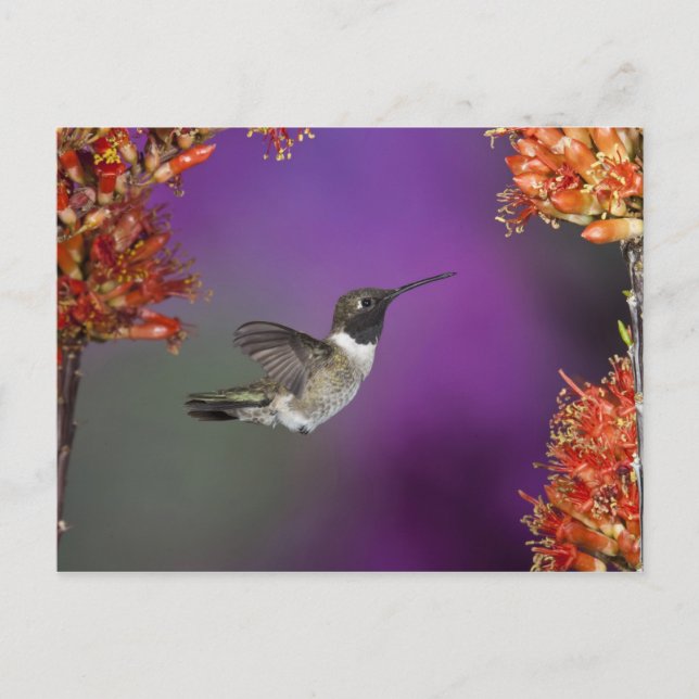 Cartão Postal Pássaro Humingbird, Archilochus alexandri, (Frente)