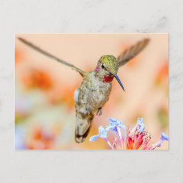 Cartão Postal Pássaro Humino Com Thera Rosa Voando Sobre Flores