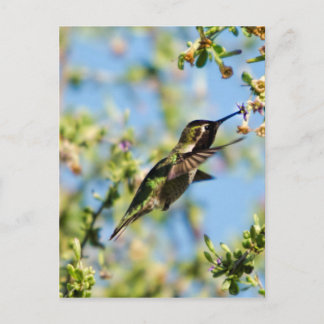 Cartão Postal Pássaro Humming