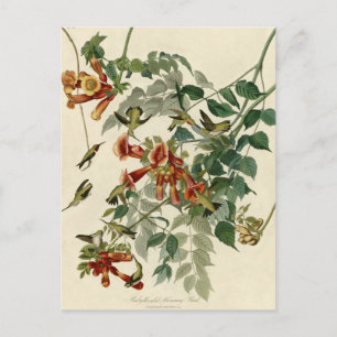 Cartão Postal Pássaro Hummingbird Ruby Throbon Audubon