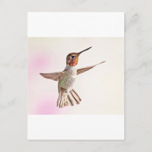 Cartão Postal Pássaro Hummingno Rosa