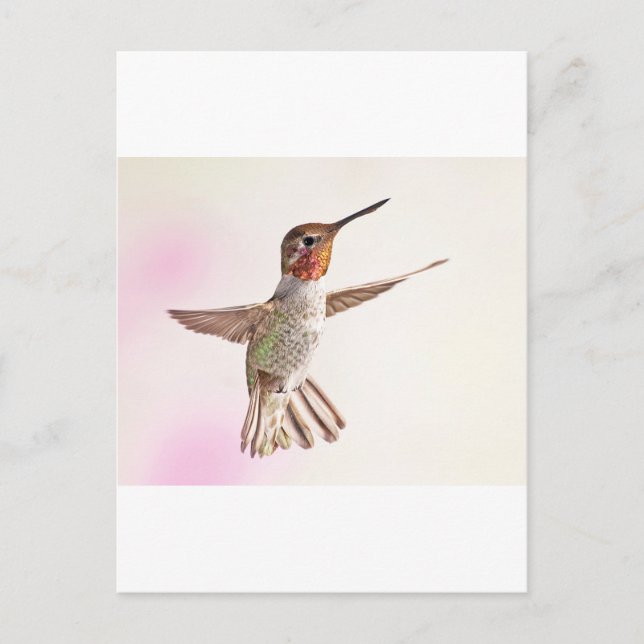 Cartão Postal Pássaro Hummingno Rosa (Frente)