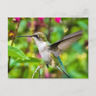 Cartão Postal Pássaro Hummingno Voo