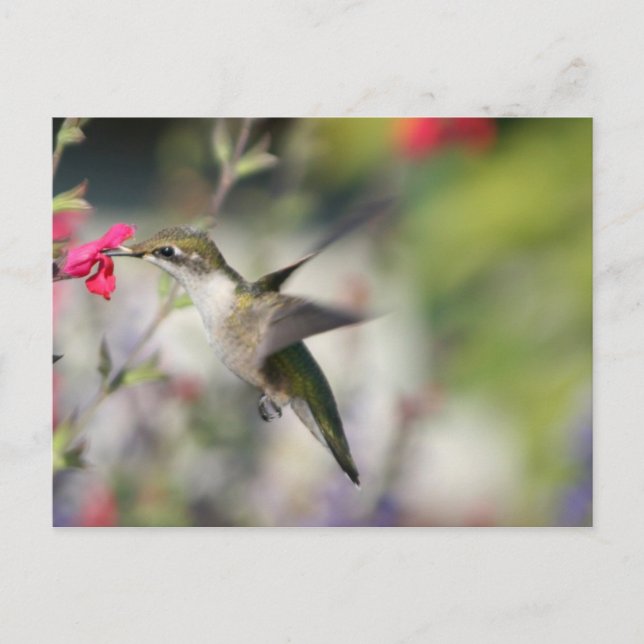 Cartão Postal Pássaro Hummingno Voo (Frente)