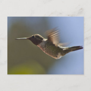 Cartão Postal Pássaro Hummingno Voo