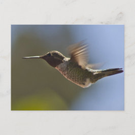 Cartão Postal Pássaro Hummingno Voo