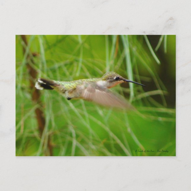 Cartão Postal Pássaro Hummingno Voo (Frente)