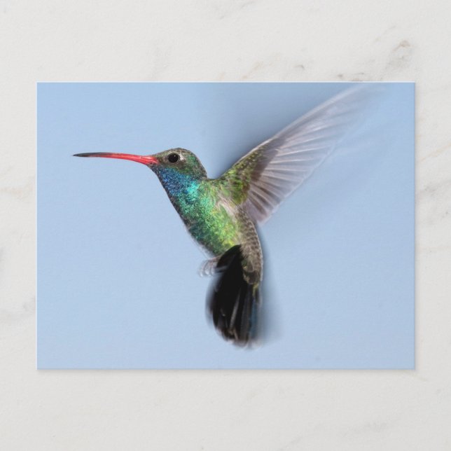 Cartão Postal Pássaro Hummingno Voo (Frente)