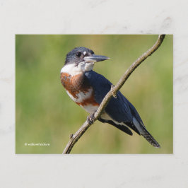 Cartão Postal Pássaro Kingfisher Cinturado Sunlit no Branch