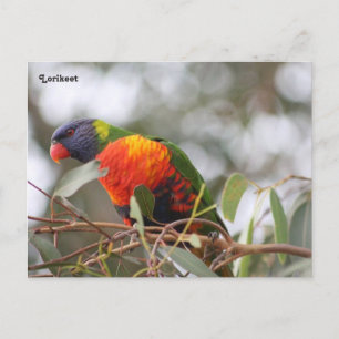 Cartão Postal Pássaro Lorikeet