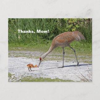 Cartão Postal Pássaro-Mãe e Pássaros-Bebês