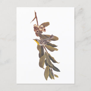 Cartão Postal Pássaro Mariquita-de-Audubon no Galho de uma Árvor