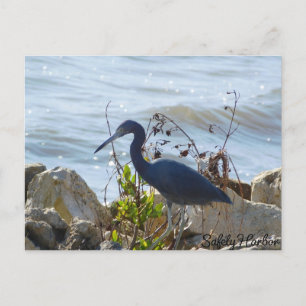 Cartão Postal Pássaro na baía do porto de segurança de Herões Az