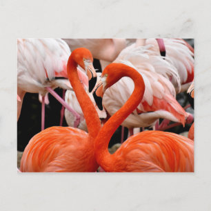 Cartão Postal Pássaro Namorados-do-coração, Flamingo, Rosa, Febr