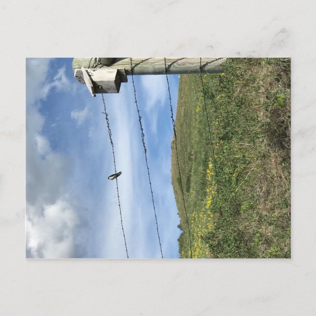 Cartão Postal Pássaro nas Montanhas de Urso com Fio de Barco (Frente)