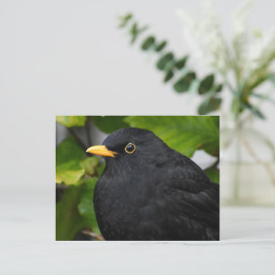 Cartão Postal Pássaro Negro