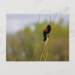 Cartão Postal Pássaro Negro de asa vermelha
