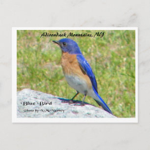 Cartão Postal Pássaro Negro, Montanhas Adirondack, NY