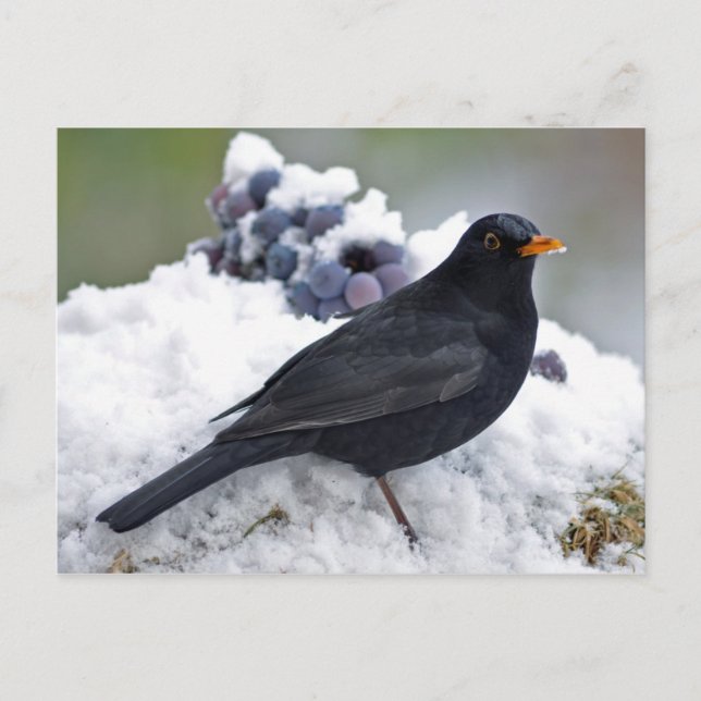Cartão Postal Pássaro Negro na neve (Frente)