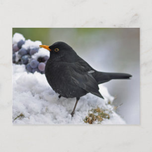 Cartão Postal Pássaro Negro na neve