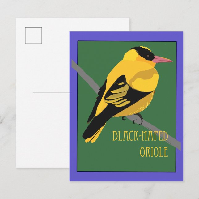 Cartão Postal Pássaro - Oriole-de-pescoço-preto (Frente/Verso)
