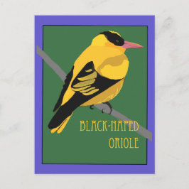 Cartão Postal Pássaro - Oriole-de-pescoço-preto