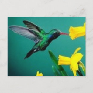 Cartão Postal Pássaro Pequeno