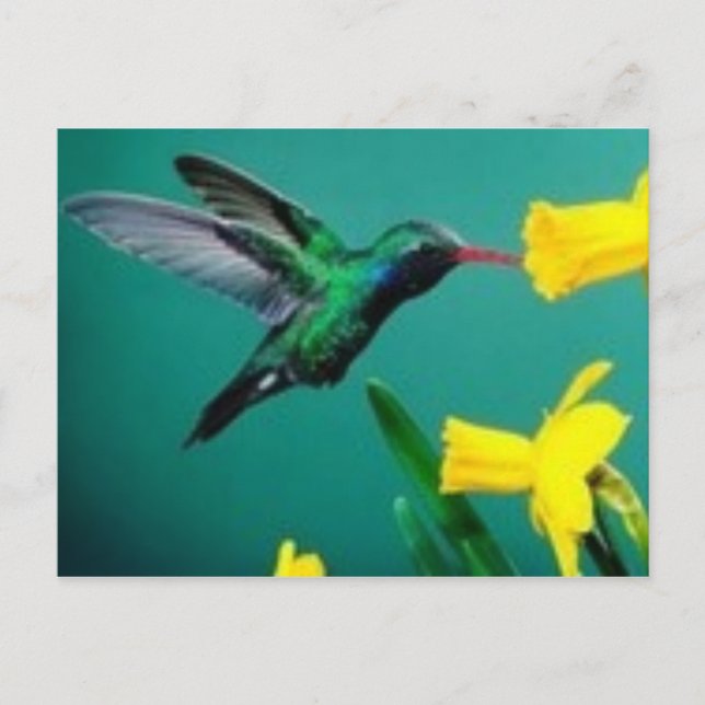 Cartão Postal Pássaro Pequeno (Frente)