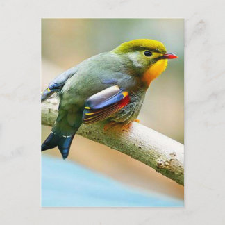Cartão Postal Pássaro Pequeno bonito