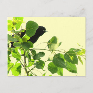 Cartão Postal Pássaro Preto