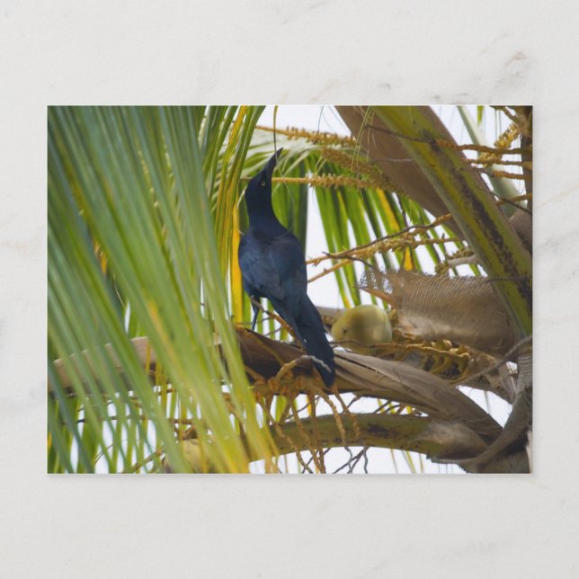 Cartão Postal Pássaro preto (Frente)