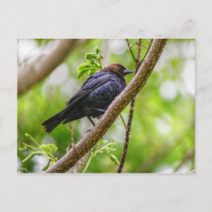 Cartão Postal Pássaro-preto-de-cabeça-castanha