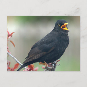 Cartão Postal Pássaro-preto sentado numa árvore