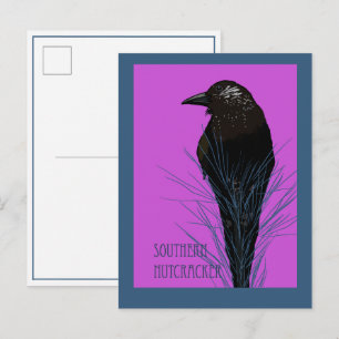 Cartão Postal Pássaro - Quebra-nozes-do-sul