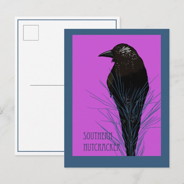 Cartão Postal Pássaro - Quebra-nozes-do-sul (Frente/Verso)
