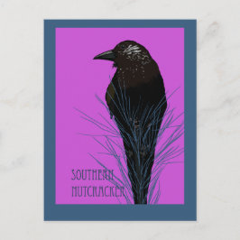 Cartão Postal Pássaro - Quebra-nozes-do-sul