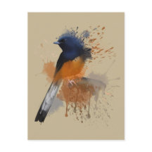 Pássaro Shama Branco Acertado